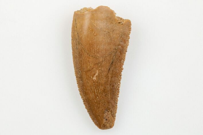 Serrated, Raptor Tooth - Real Dinosaur Tooth #203494